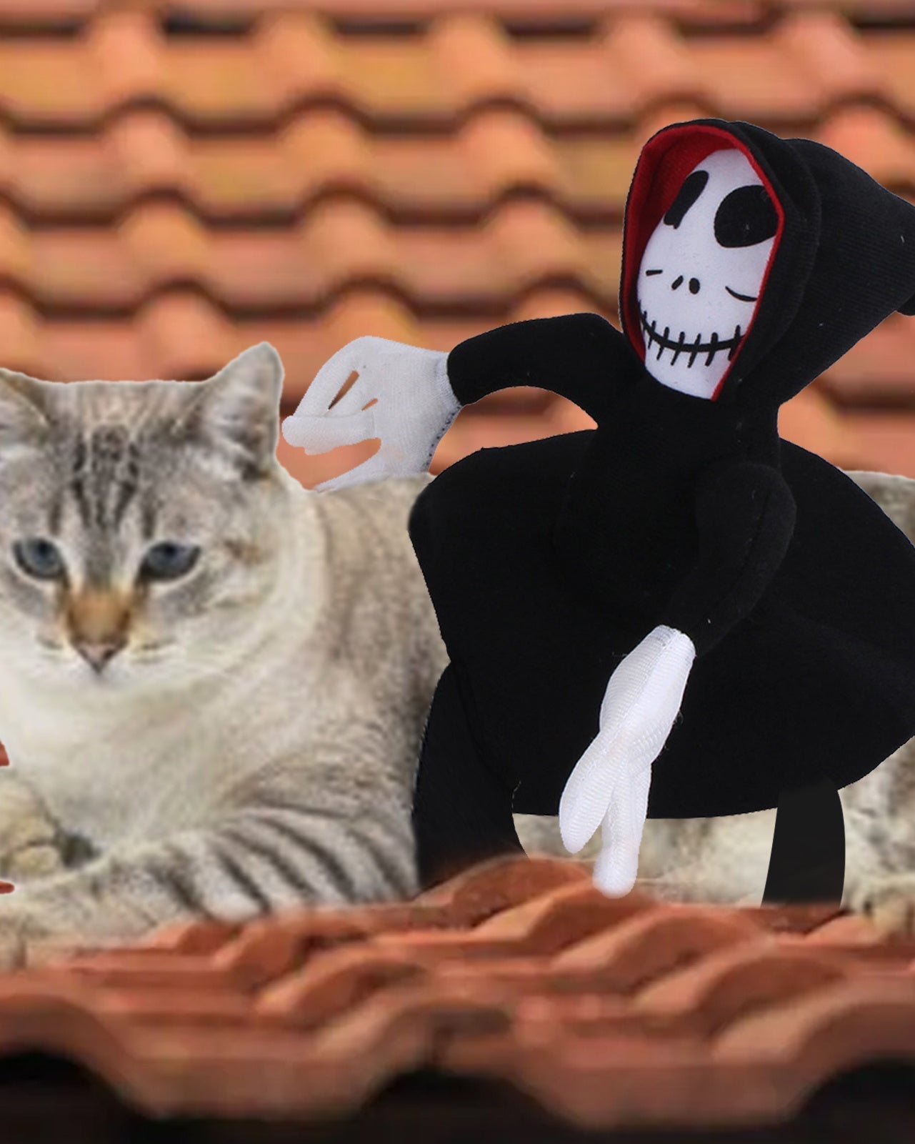 Cat wearing a black and white Halloween pet costume with a skeleton hood and red lining, sitting on a tiled roof.