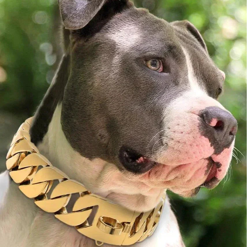 großes Edelstahl Halsband in Goldfarben an kräftigem Hund mit kurzem Fell draußen