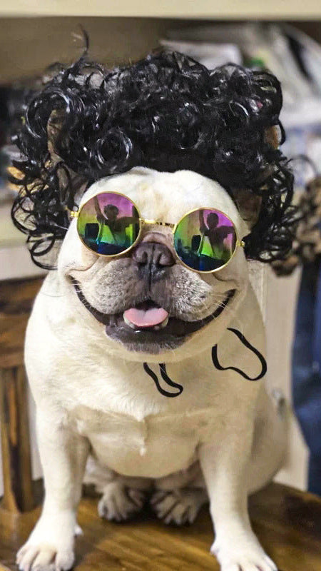 Hund mit schwarzer, lockiger Haustier Perrücke und bunten Sonnenbrillen im Hip-Hop-Stil