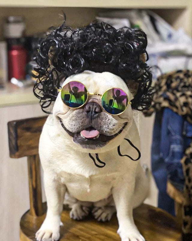 Hund mit schwarzer lockiger Haustier Perrücke und bunter Sonnenbrille im Hip-Hop Stil