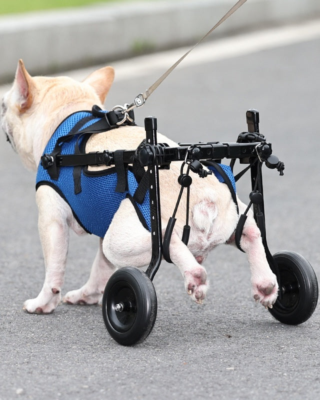 Haustier Rollstuhl für beeinträchtigte Tiere