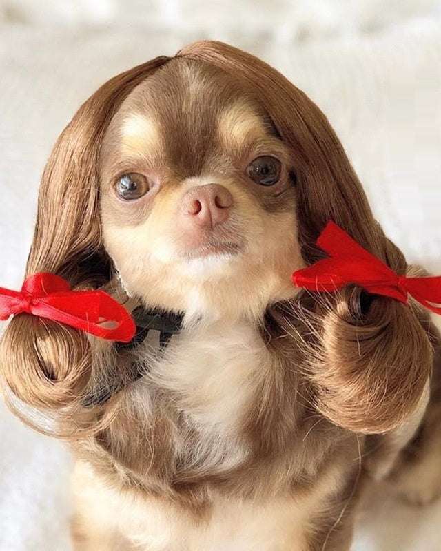 Kleiner Hund mit brauner Haustier Perrücke und roten Schleifen in Hip-Hop Stil