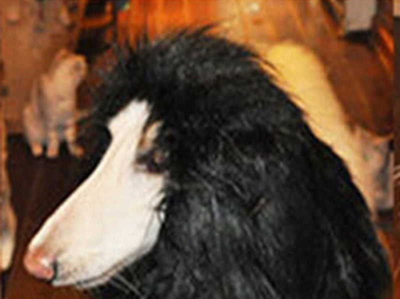 Löwenmähnenperücke für große Hunde