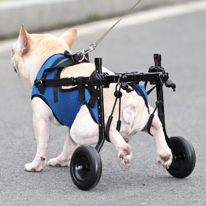 Haustier Rollstuhl für beeinträchtigte Tiere