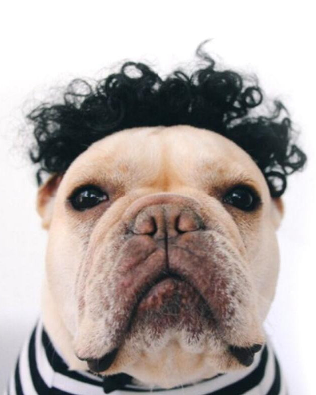 Kreative Haustier Perrücke Einfache Lustige Perücke Kopfbedeckung