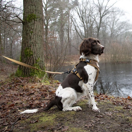 Duvoplus EXPLOR Ultimate Fit No-Pull-Geschirr - honey gold