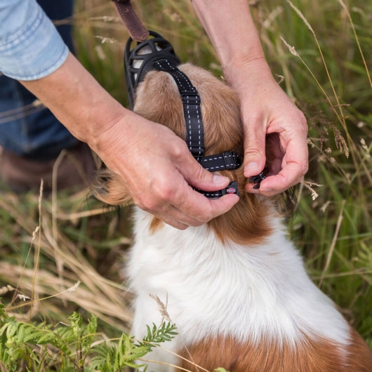 Dog wearing black Trixie Maulkorb Muzzle Flex with adjustable straps being secured outdoors