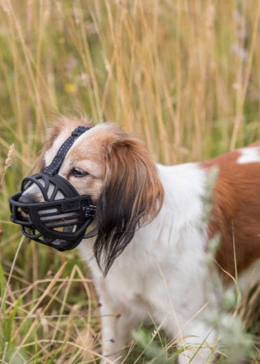 dog wearing black Trixie Maulkorb Muzzle Flex rubber muzzle in grassy field