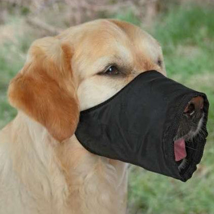 Hund trägt schwarzen Trixie Nylon-Maulkorb, der Beissen und Bellen verhindert, aber Trinken und Hecheln erlaubt