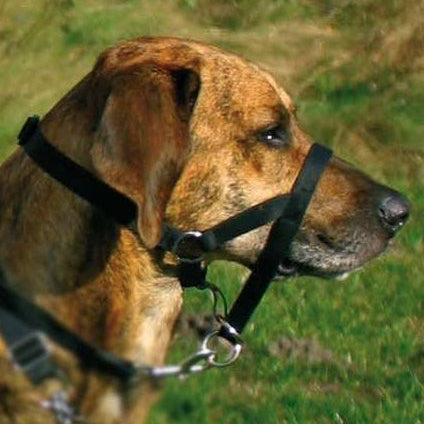 Hund mit Trixie Top Trainer Ausbildungsgeschirr zur sicheren Hundeerziehung und Blickkontrolle