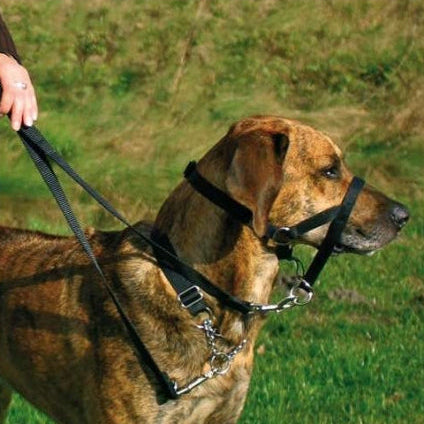 Hund mit Top Trainer Ausbildungsgeschirr zur Erziehung und Kontrolle des Kopfes beim Spaziergang