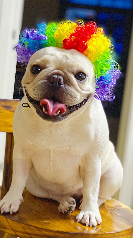 Fröhlicher Hund mit bunter Clownperücke aus strapazierfähiger Nylonfaser für Haustiere in Hip-Hop-Stil