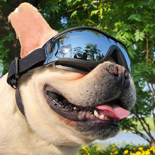 Dog wearing windproof motorcycle goggles with reflective lenses outdoors