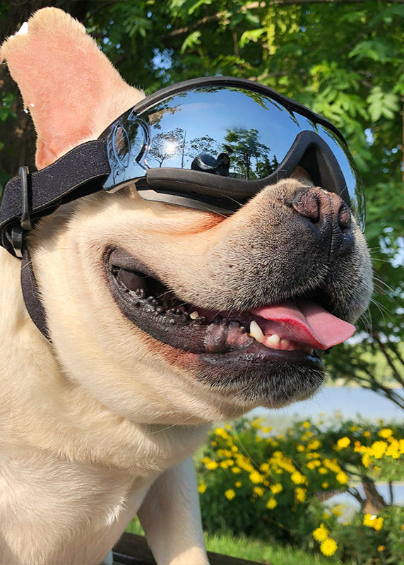 Dog wearing windproof motorcycle goggles with reflective lenses outdoors