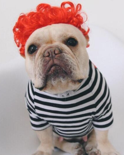 Kreative Haustier Perrücke Einfache Lustige Perücke Kopfbedeckung