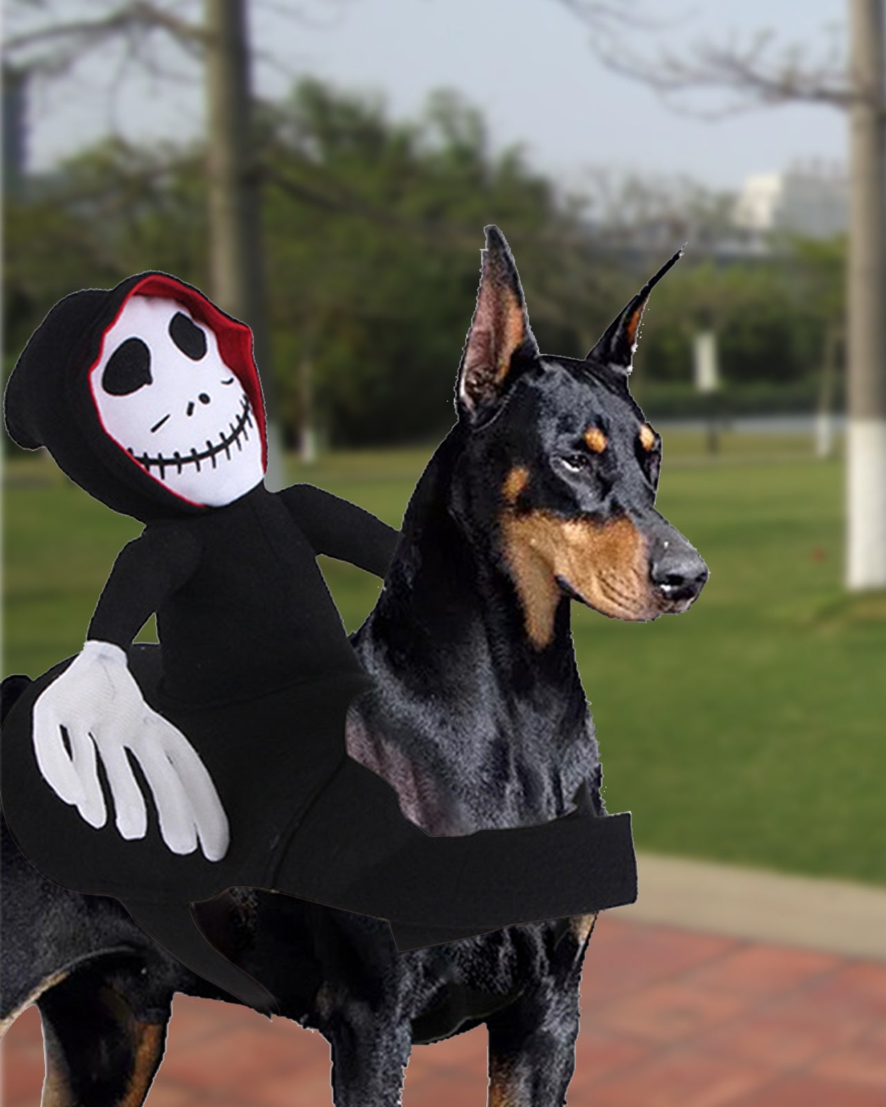 Doberman dog wearing black Halloween pet costume with skeleton figure on its back outdoors in park.