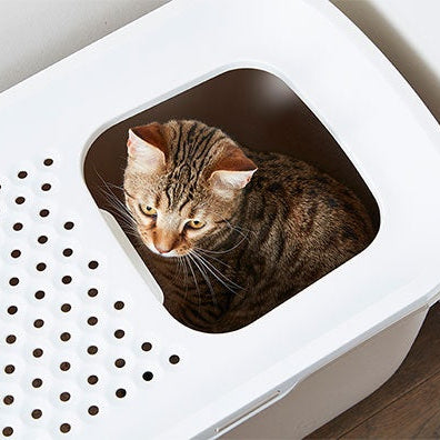 Savic Katzentoilette Hop In